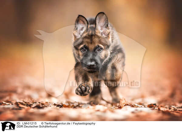 DDR Deutscher Schferhund / GDR German Shepherd / LM-01215