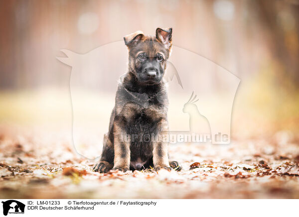 DDR Deutscher Schferhund / GDR German Shepherd / LM-01233