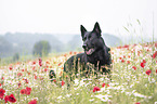 Deutscher Schferhund im Blumenfeld