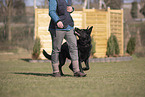Deutscher Schferhund im Training