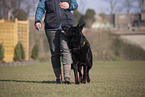 Deutscher Schferhund im Training