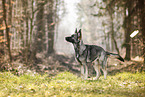Deutscher Schferhund Hndin