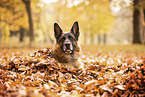 Deutscher Schferhund im Herbst