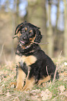 Deutscher Schferhund Welpe