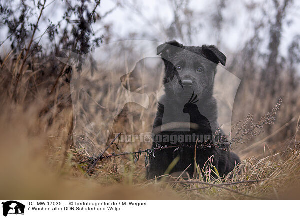 7 Wochen alter DDR Schferhund Welpe / 7 weeks old GDR Shepherd Puppy / MW-17035