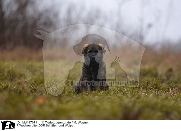 7 Wochen alter DDR Schferhund Welpe / 7 weeks old GDR Shepherd Puppy / MW-17071