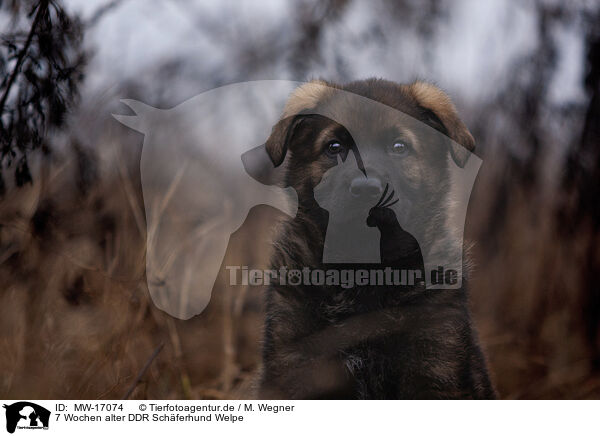 7 Wochen alter DDR Schferhund Welpe / 7 weeks old GDR Shepherd Puppy / MW-17074