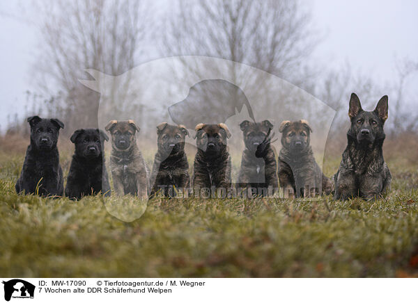 7 Wochen alte DDR Schferhund Welpen / 7 weeks old GDR Shepherd Puppies / MW-17090