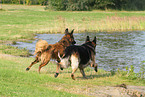 2 rennende Hunde