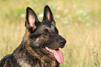 Deutscher Schferhund DDR Portrait