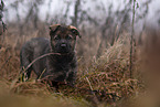 7 Wochen alter DDR Schferhund Welpe