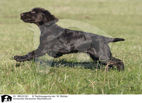 rennender Deutscher Wachtelhund / RR-03181