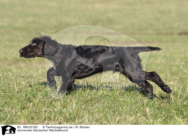 rennender Deutscher Wachtelhund / RR-03182
