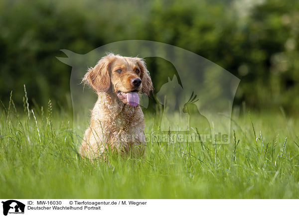 Deutscher Wachtelhund Portrait / MW-16030