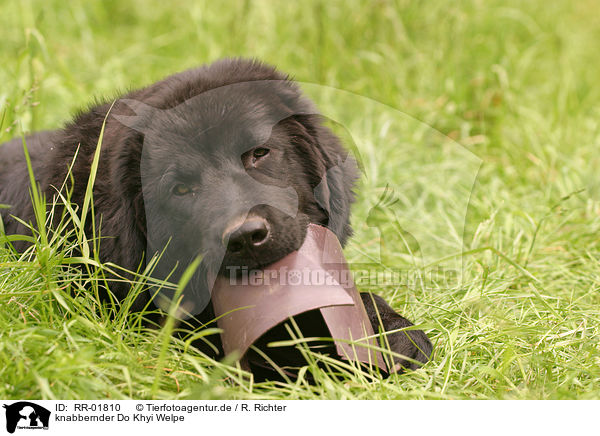 knabbernder Do Khyi Welpe / gnawing Tibetan Mastiff Puppy / RR-01810