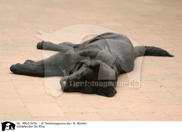 schlafender Do Khyi / sleeping Tibetan Mastiff / RR-01816