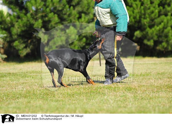 Dobermann beim Schutzhundsport / Doberman Pinscher / MEH-01202
