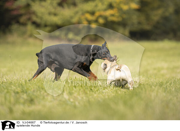 spielende Hunde / playing dogs / VJ-04667