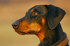 Dobermann Portrait