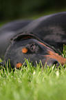 liegender Dobermann