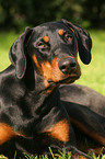 Dobermann Portrait