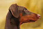 brauner Dobermann