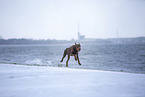 Dobermann an der Ostsee