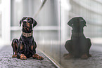 Dobermann Rde