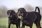 2 Dobermnner