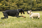 spielende Hunde