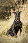 Doberman Rde