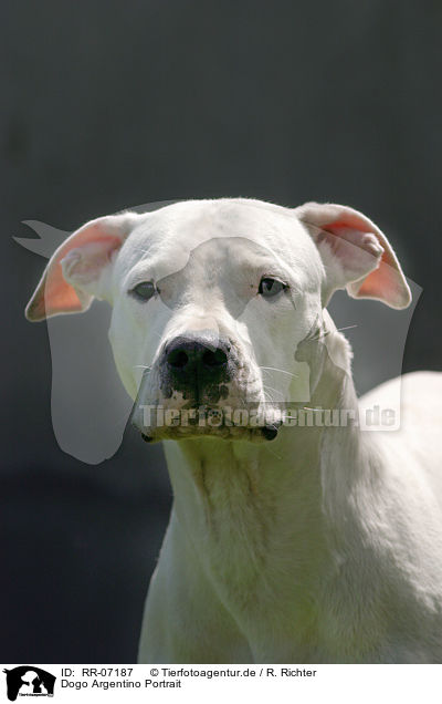 Dogo Argentino Portrait / RR-07187