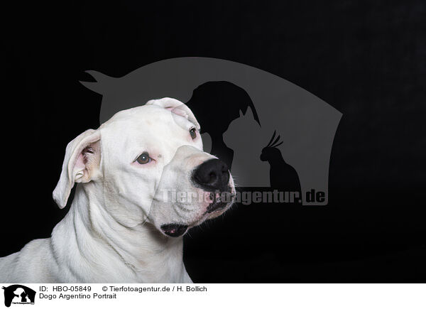 Dogo Argentino Portrait / Dogo Argentino Portrait / HBO-05849