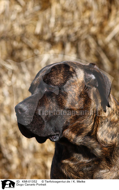 Dogo Canario Portrait / Dogo Canario Portrait / KMI-01352