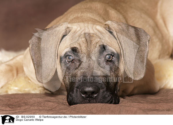 Dogo Canario Welpe / Dogo Canario Puppy / BS-02950