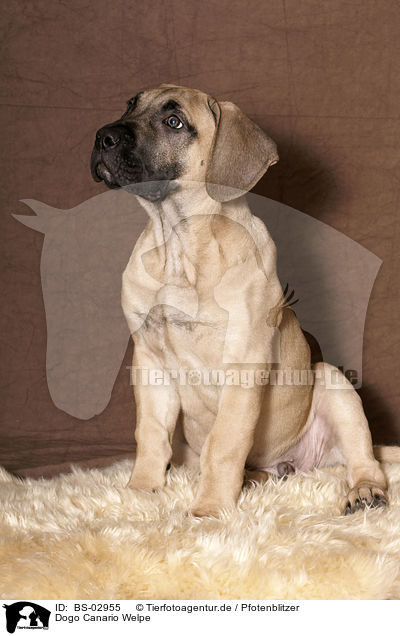 Dogo Canario Welpe / BS-02955