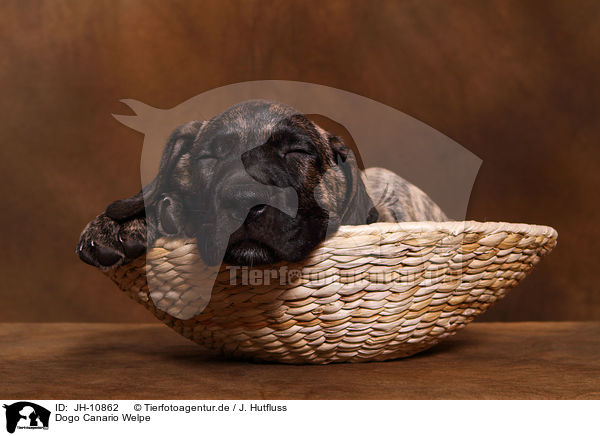 Dogo Canario Welpe / Dogo Canario Puppy / JH-10862
