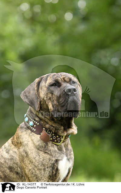 Dogo Canario Portrait / KL-14377