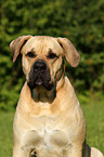 Dogo Canario Portrait