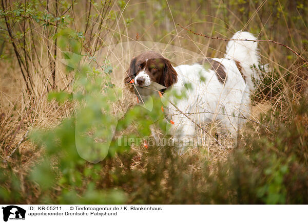 apportierender Drentsche Patrijshund / retrieving Dutch partridge dog / KB-05211