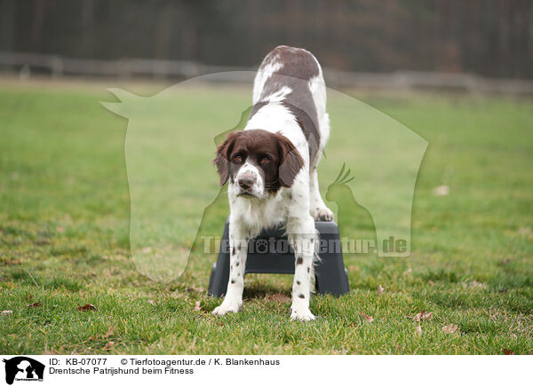 Drentsche Patrijshund beim Fitness / Dutch Partridge Dog at Fitness / KB-07077