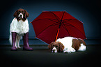 2 Drentsche Patrijshunde mit Regenschirm