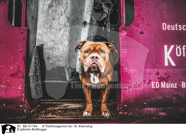Englische Bulldogge / BE-01194