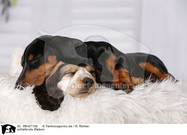 schlafende Welpen / sleeping Puppies / RR-67156