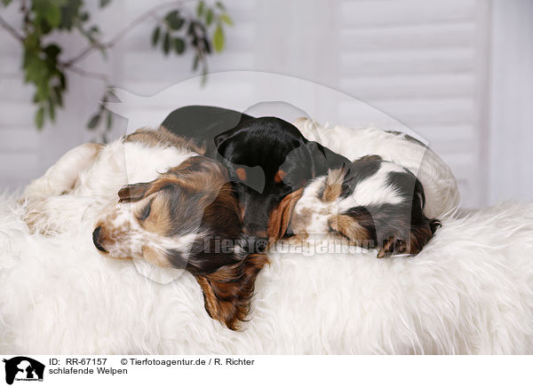schlafende Welpen / sleeping Puppies / RR-67157