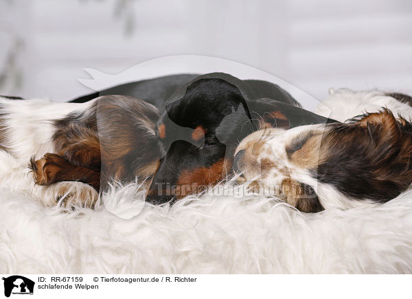 schlafende Welpen / sleeping Puppies / RR-67159