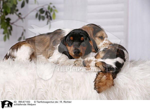 schlafende Welpen / sleeping Puppies / RR-67160