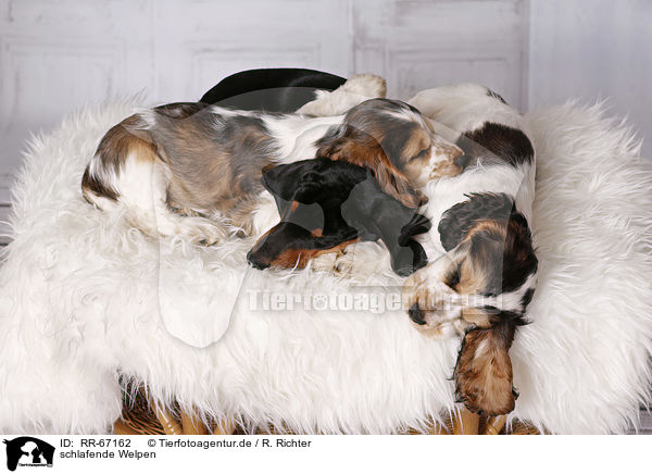 schlafende Welpen / sleeping Puppies / RR-67162