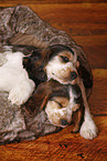 2 schlafende English Cocker Spaniel Puppies