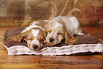 2 schlafende English Cocker Spaniel Puppies